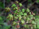 Field Maple